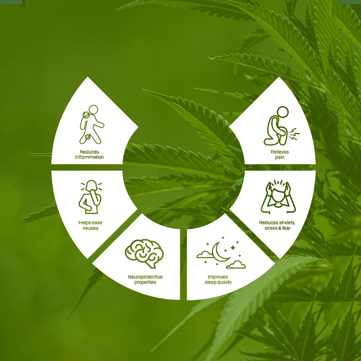 Infographie verte présentant les effets attribués au CBD dans le document fourni